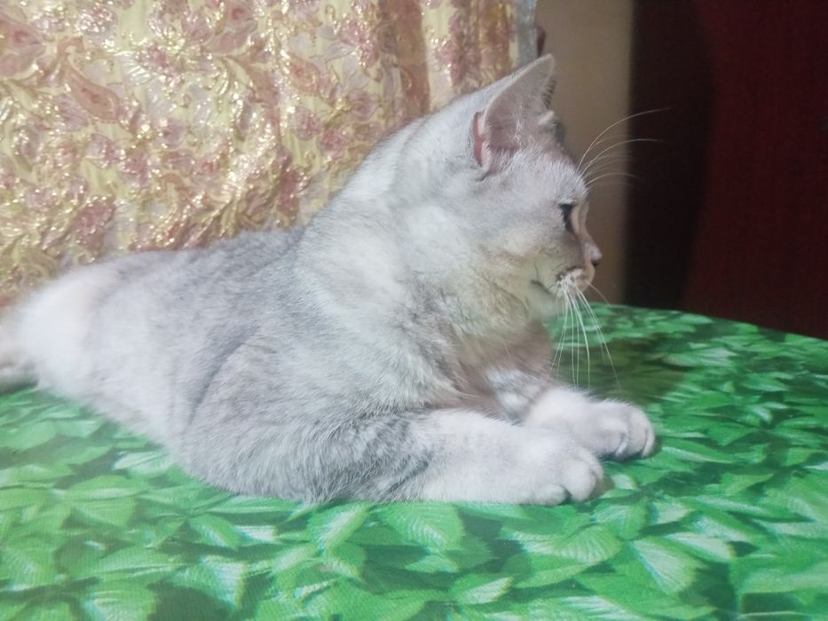 Вияска шиншилла сотилмайди