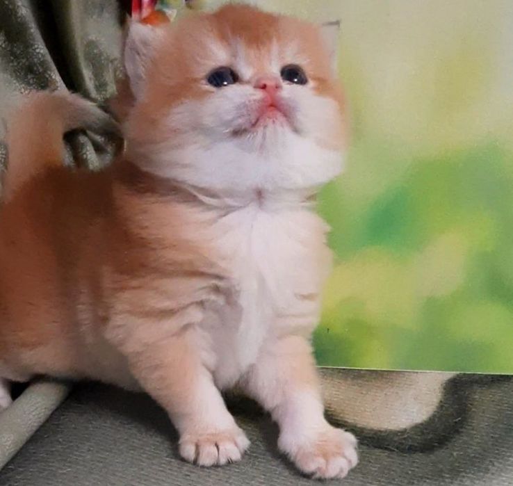 Шикарные золотые шиншиллы.