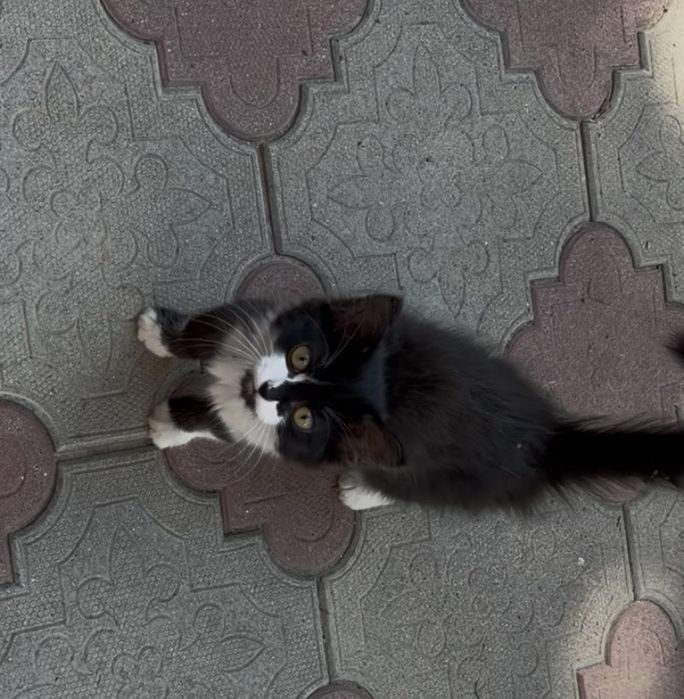 Котенок ищет дом
