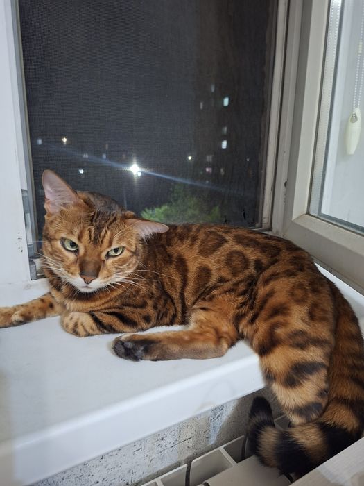 Отдам бенгальскую кошку