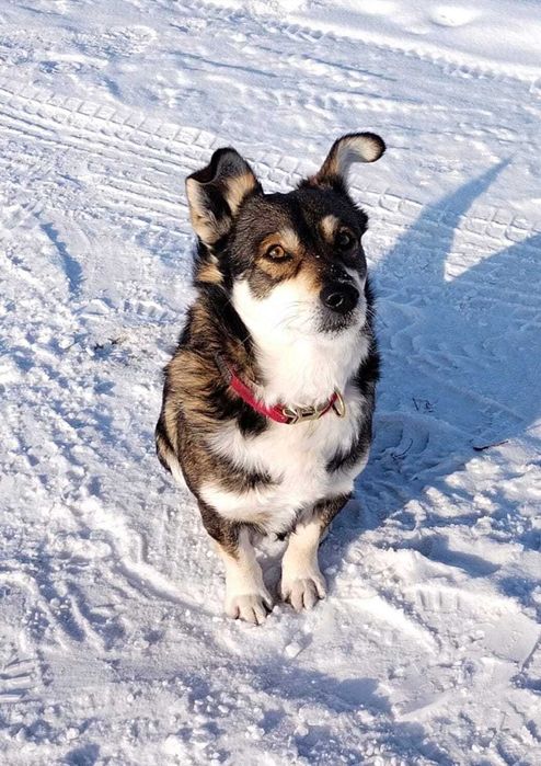 Пропал пес Тишка