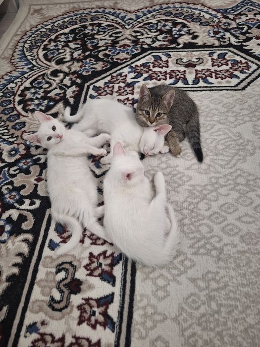 Мехирли ИЙМОНЛИ ИНСОФЛИ ОМОНАТ нималигини биладиган инсонлага берилади