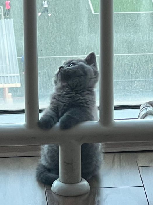 Британский котенок