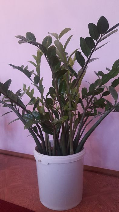 Хорошие комнатные хорошие