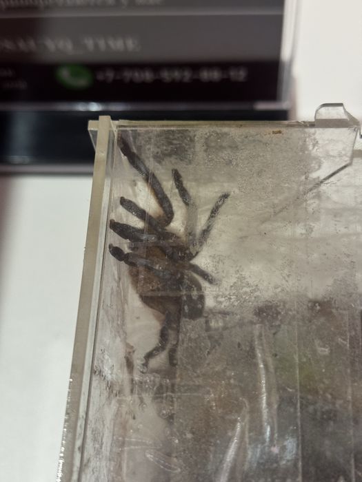 Продам паука-птицееда