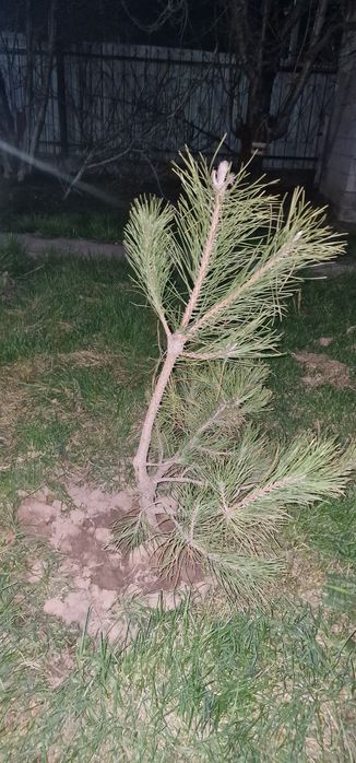 Сосна 2шт, 1метр