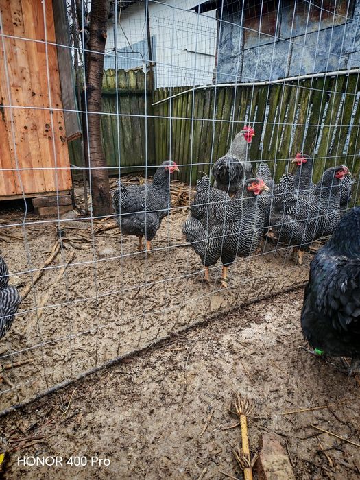 Familie playmut rock