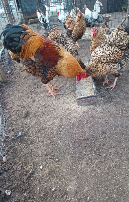 Araucana Silver,Araucana gât  auriu, Appenzeller Wiandotte GSG
