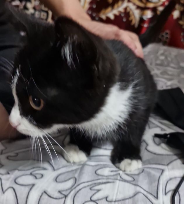 Отдам котенка даром