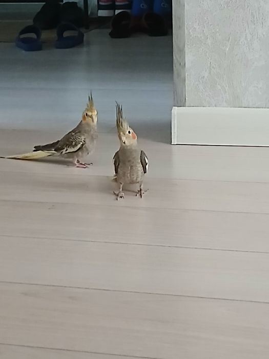 Папугайчики Ручные карелло 2 шт с клеткой 700 тыс.