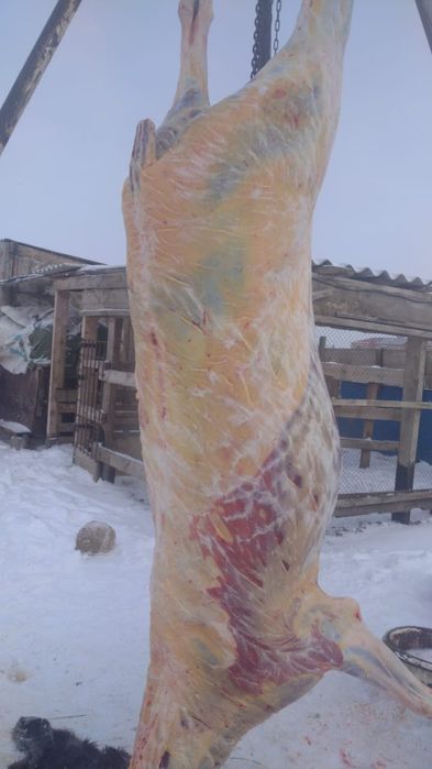 Мясо ГОВЯДИНА, Бесплатная доставка. Халал, всегда свежий, Ст