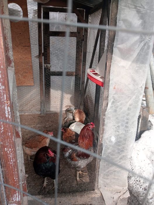 Vand gaini si cocosi din rasa Araucana