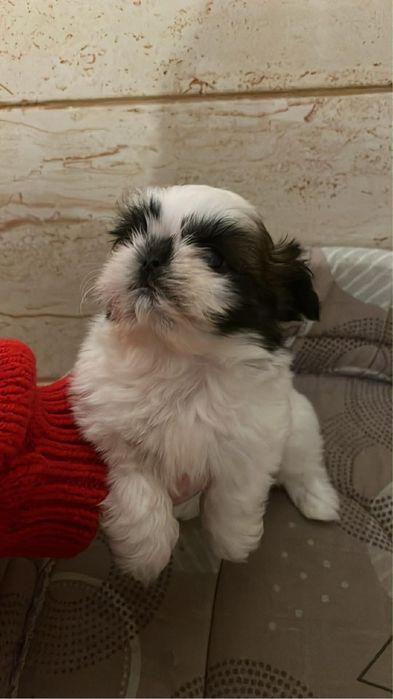 Shih tzu de vanzare