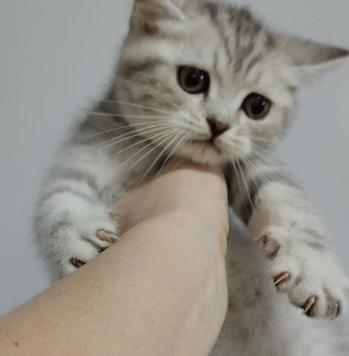 Большой выбор котят
