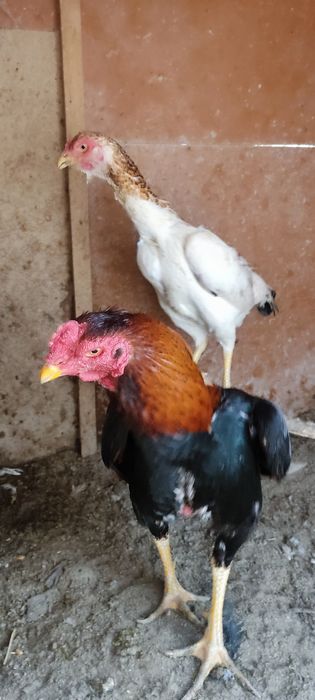 Сотилади икаласи мокийон тухум да