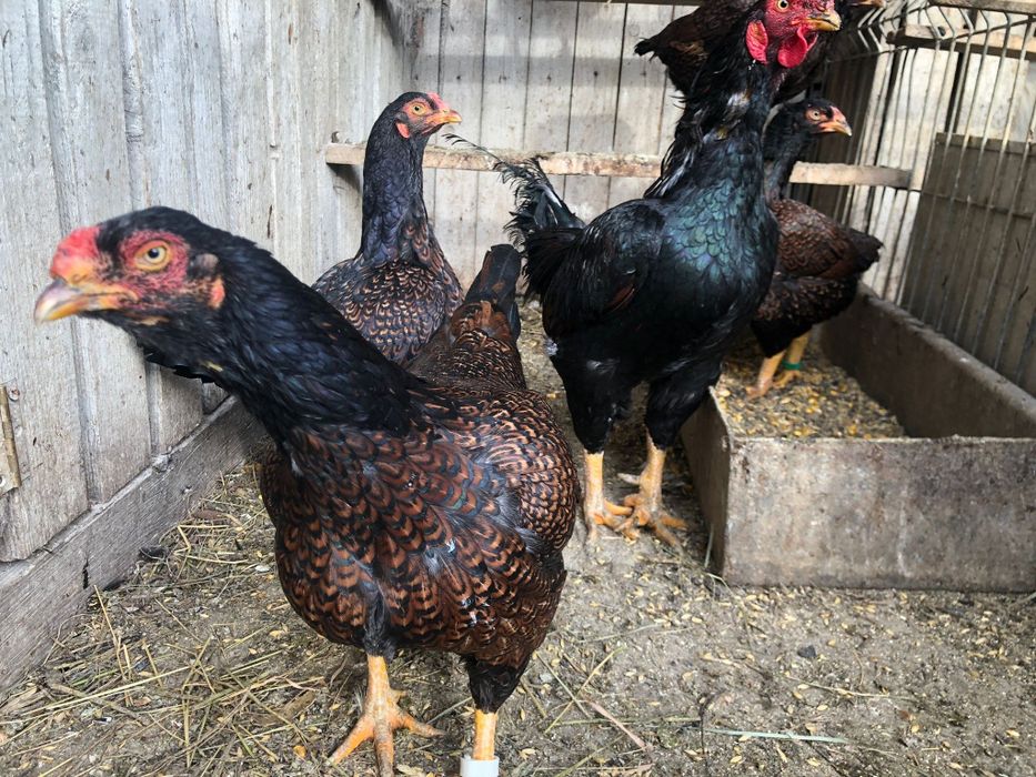 Gaini wiandotte si rase foarte mari si oua de incubat