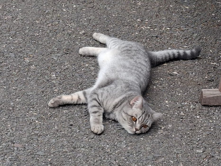 Отдам кошку в хорошие руки