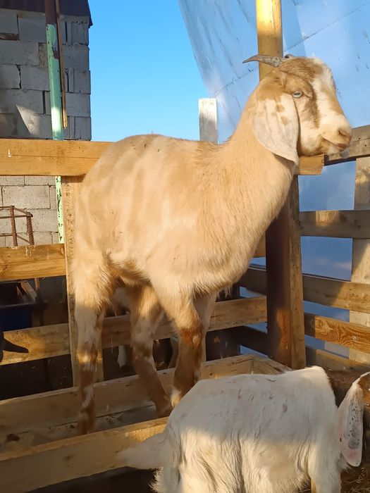 козочки и козлики