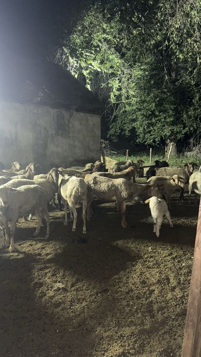 Продам баран кой