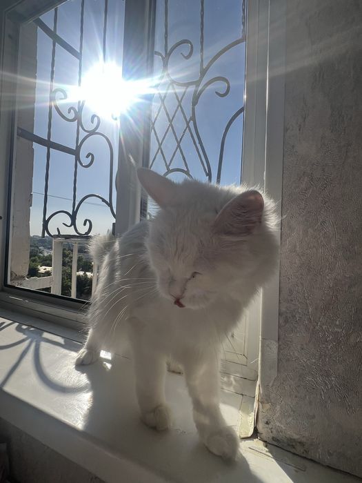 Кошка турецкая ангора