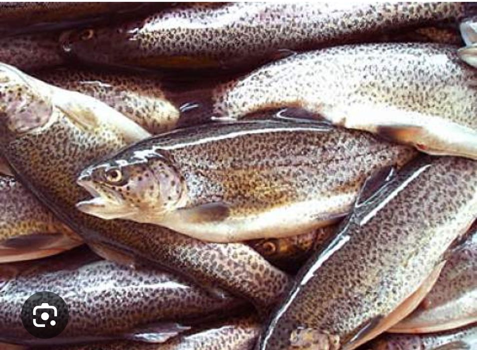 Живая рыба форель