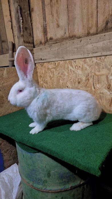 Mascul urias german alb