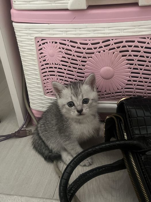 Котенке, мысыктар