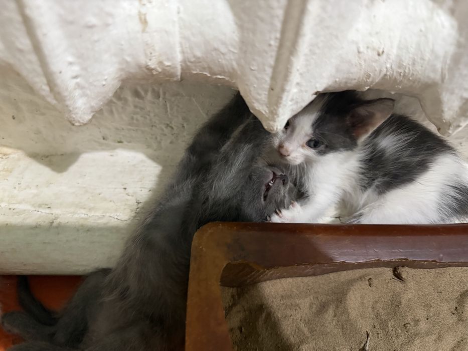 Маргаулар котята