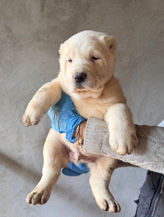 Щенки среднеазиатской овчарки(Алабай)