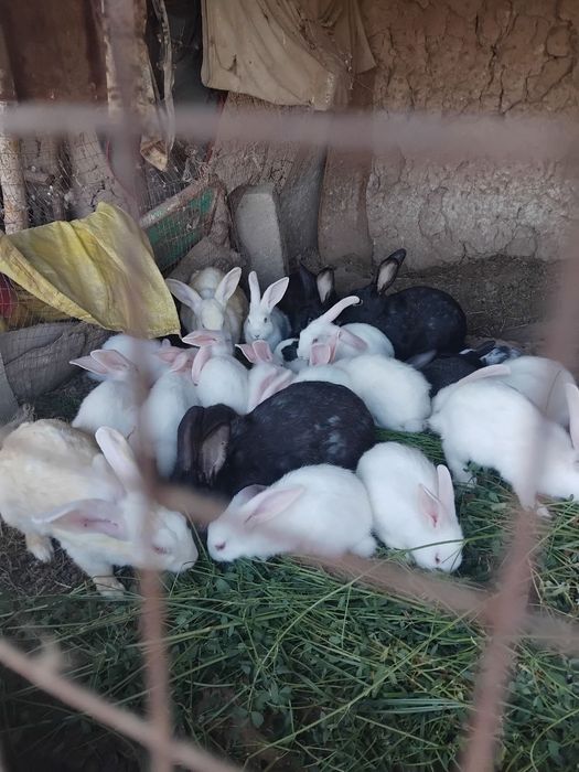 Домашний куён болалари