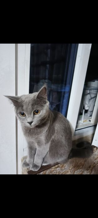 Кошка паслушни биритански