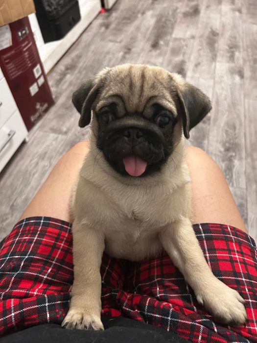 Продам щенка мопса , мальчик