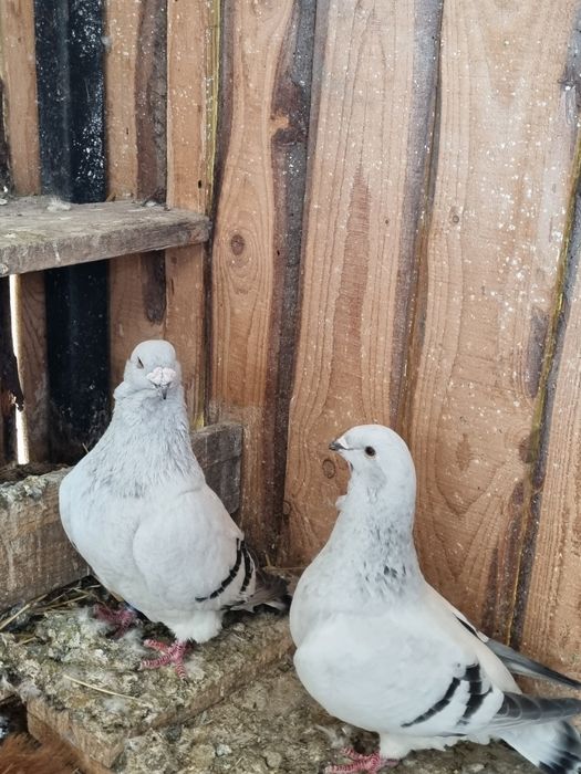 Vând pereche porumbei standard