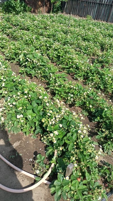 Продам клубнику многоразовую по 500.т.кустик.