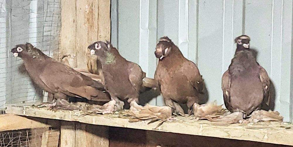 Продаются голуби