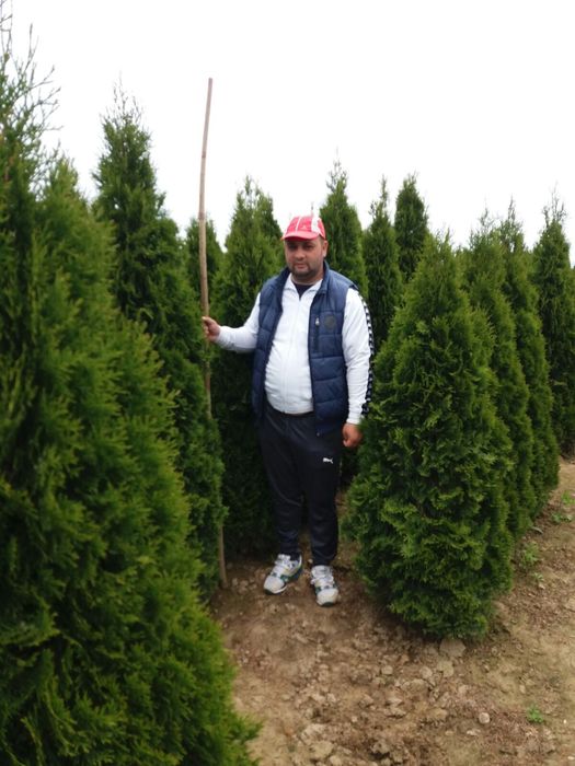 Tuia smaragd de mai multe dimensiuni