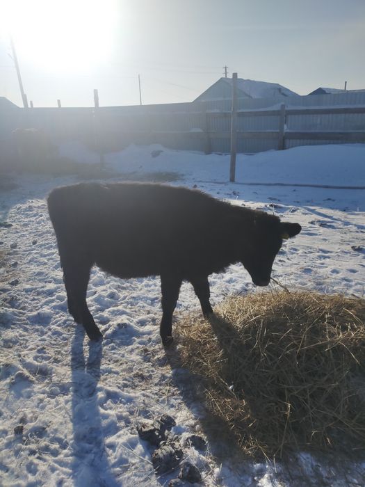 Телочка один год