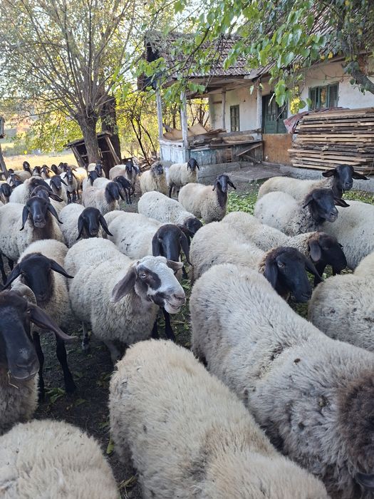 Vând oi, miele, berbec