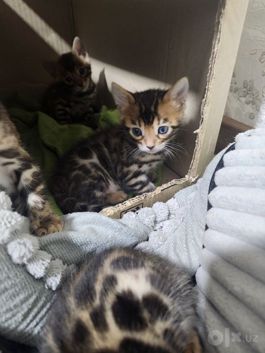 Bengal bolasi бенгальский котятя