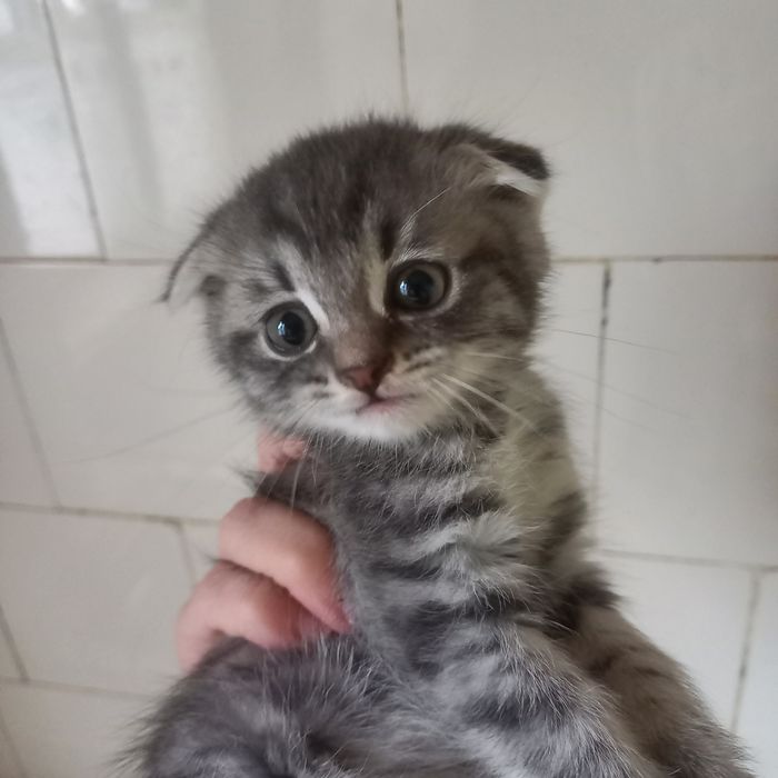 Вислоухие котята 1,5 мес мальчики и девочка