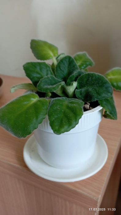 Цветы домашн.г.Астана