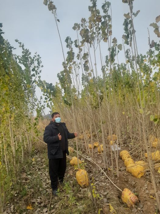 Карагаш вяз оптом и тополь оптом