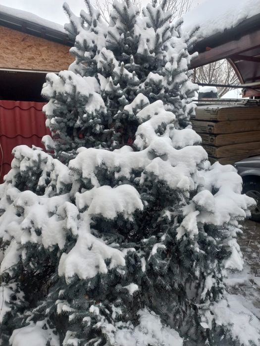 Голубая Ель