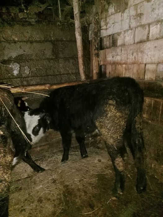 Продам бычки около 20и голов