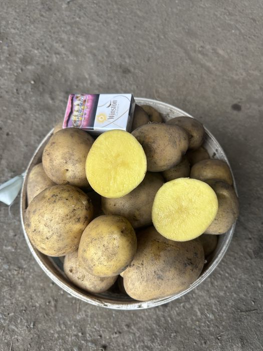 Продам картофель  “гала”