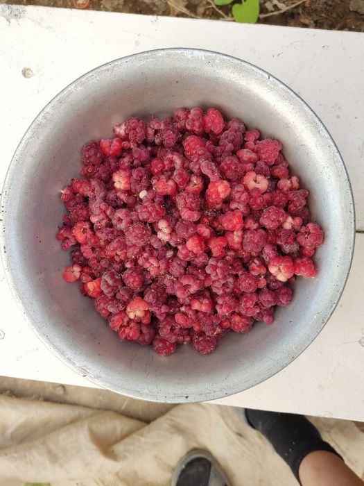 Дача с богатым садом