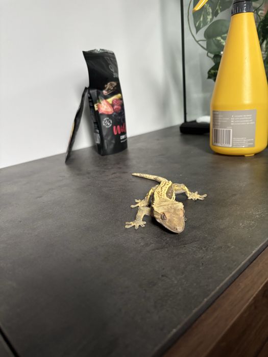 Crested gecko doua nuante
