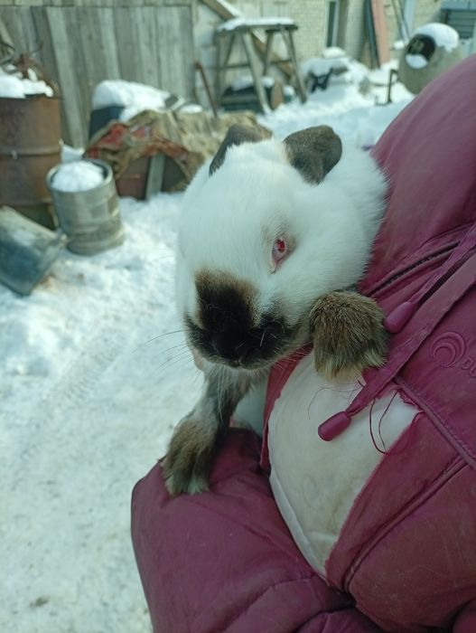 Продам крола  калифорниец