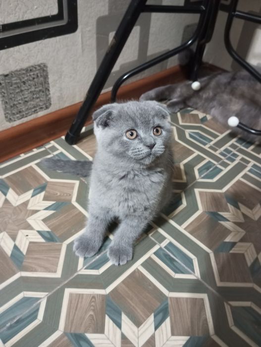 Продаются котята: порода Скотиш Фолд.