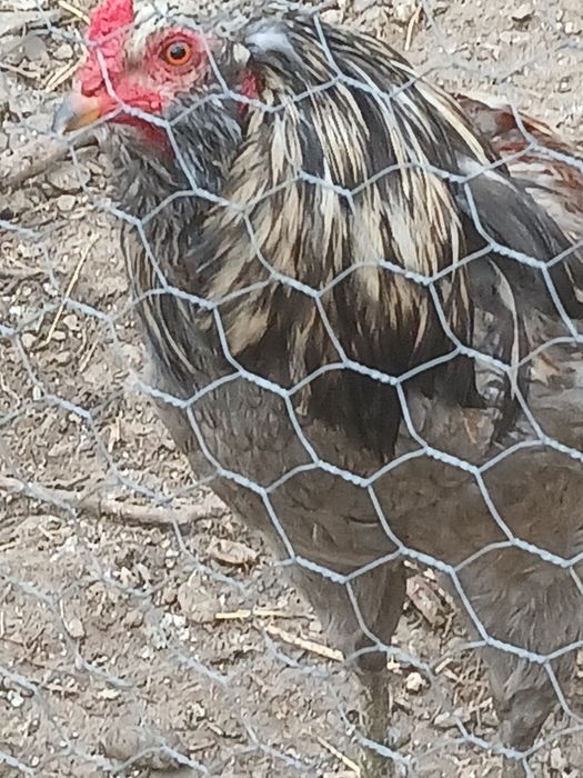 Vand cososi din rasa Araucana